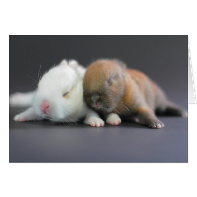 Lapins nains du Pays-Bas (Devant horizontal)