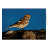 Lapland Longspur op een Sunlit Log (Voorkant Horizontaal)