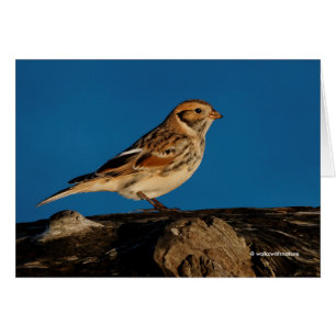 Lapland Longspur op een Sunlit Log