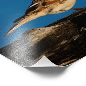 Lapland Longspur op een Sunlit Log Foto Afdruk (Hoek)