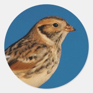 Lapland Longspur op een Sunlit Log Ronde Sticker