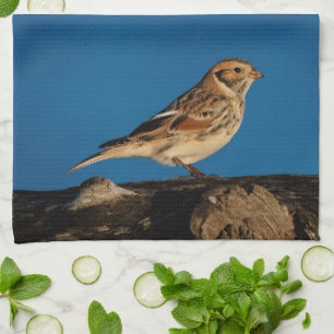 Laplandse kwikstaart op een door de zon bescheten theedoek