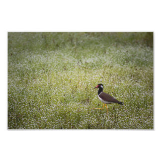 Lapwing Bird on the Grass Foto Afdruk