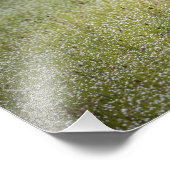 Lapwing Bird on the Grass Foto Afdruk (Hoek)