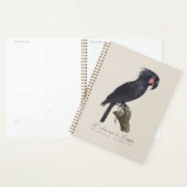 L'Ara Noir a Trompe / Palm Cockatoo (Devant avec enveloppe)