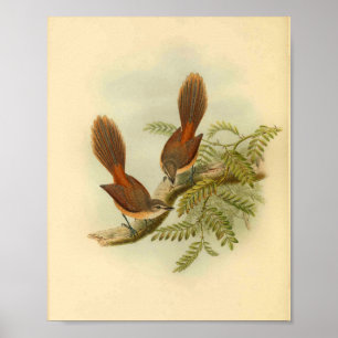 Larat Fantail Flycatcher Red Bird  Print