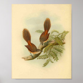 Larat Fantail Flycatcher Red Bird Print