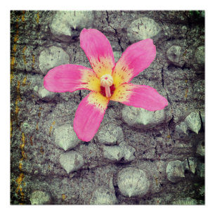L'arbre à soie floss. Ceiba speciosa. Affiche