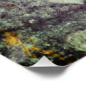 L'arbre à soie floss. Ceiba speciosa. Affiche (Coin)