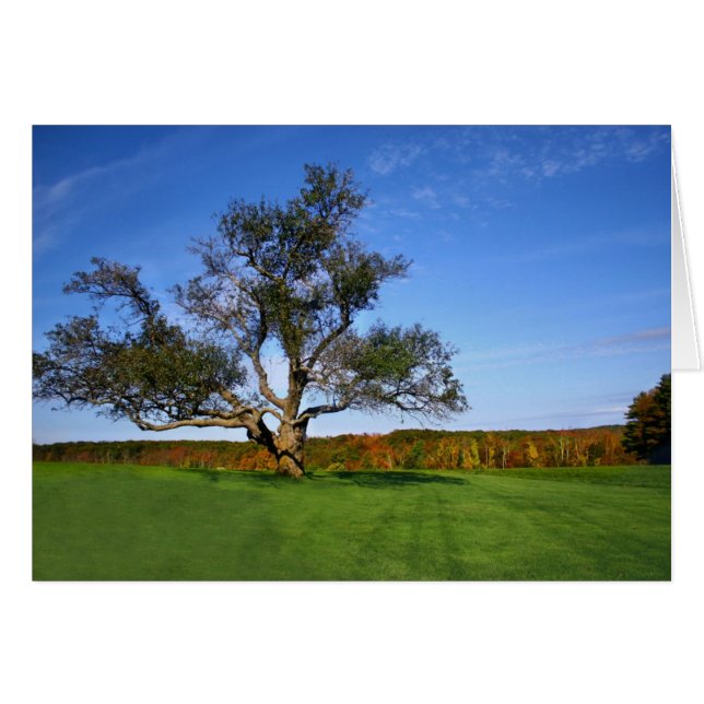 L'arbre à Topsmead - Blanc (Devant horizontal)
