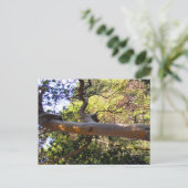 L'arbre hanté.... Carte postale (Debout devant)