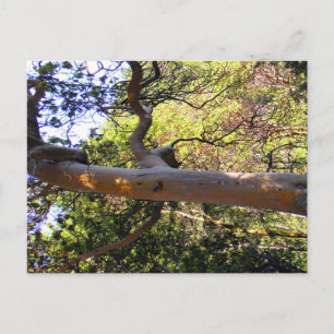 L'arbre hanté.... Carte postale