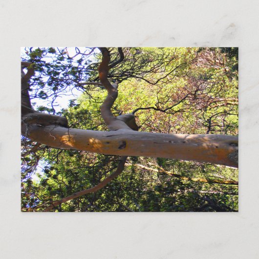 L'arbre hanté.... Carte postale (Devant)