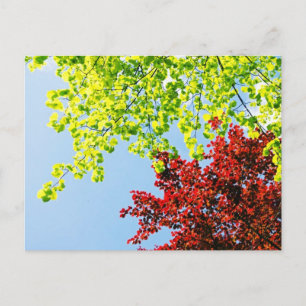 L'arbre lumineux colore la carte postale
