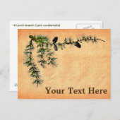 Larch Branch Briefkaart (Voorkant / Achterkant)
