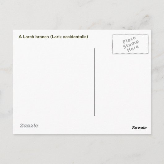 Larch Branch Briefkaart (Achterkant)