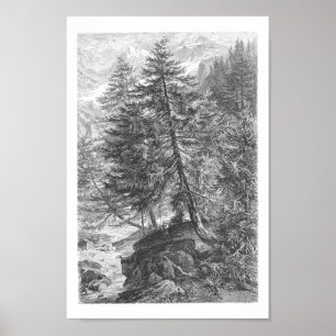  Larch Tree 1800s Antiek illustratie Poster