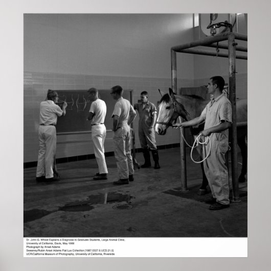 Large Animal Clinic, UC Davis, 1966 Poster (Voorkant)