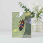 Large Milroed Bug Briefkaart (Staand voorkant)