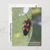 Large Milroed Bug Briefkaart (Voorkant / Achterkant)
