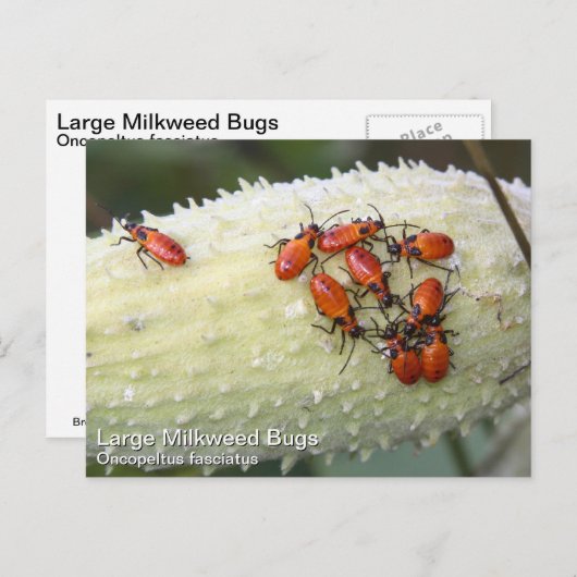 Large Milroed Bug Briefkaart (Voorkant / Achterkant)