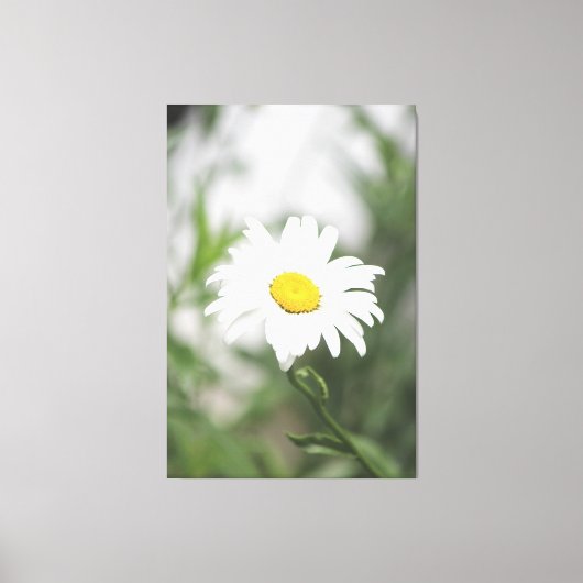 Large White Daisy Canvas Afdruk (Voorkant)