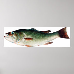 largemouth Bass Poster