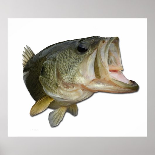 Largemouth Bass Poster (Voorkant)