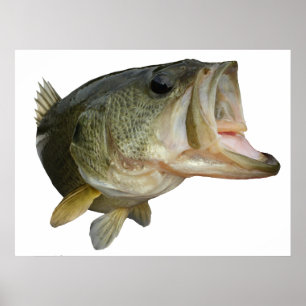 Largemouth Bass Poster