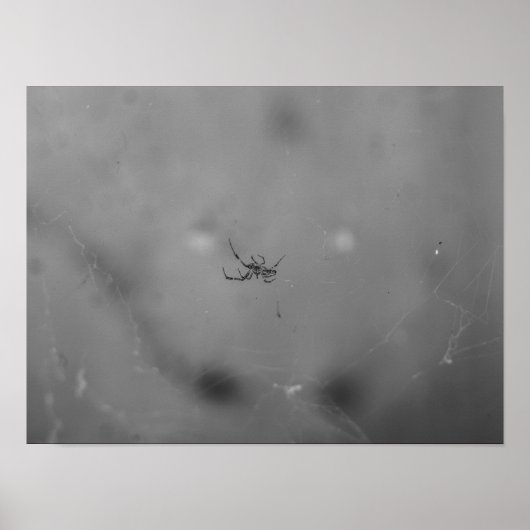 Larinioides sclopetarius poster (Voorkant)