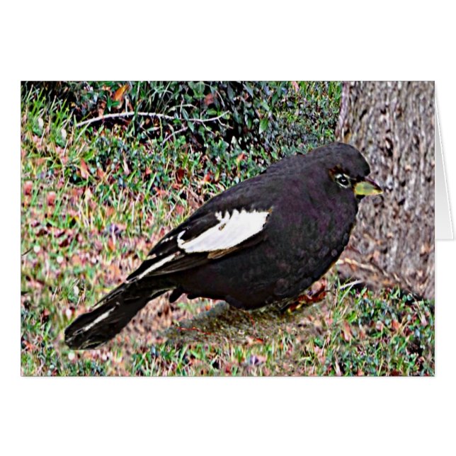 Lark Bunting (Colorado) (Devant horizontal)