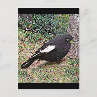 Lark Bunting (Colorado) Briefkaart