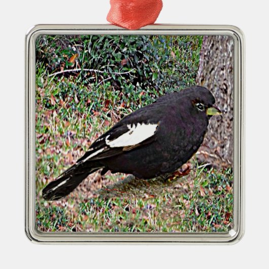 Lark Bunting (Colorado) Metalen Ornament (Voorkant)