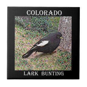 Lark Bunting (Colorado) Tegeltje