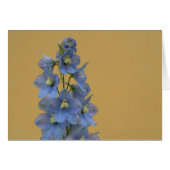 Larkspur bleu clair (Devant horizontal)