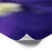 Larkspur, (Delphinium Hybride) bloemen Poster (Hoek)