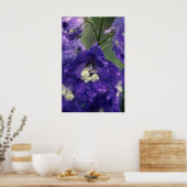 Larkspur, (Delphinium Hybride) bloemen Poster (Keuken)