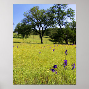 Larkspur Field, hek Poster