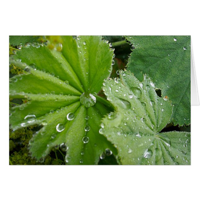 Larme de nature (Devant horizontal)