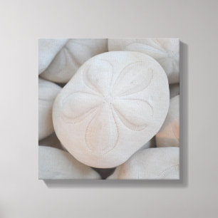 L'art de la toile en Dollar de sable