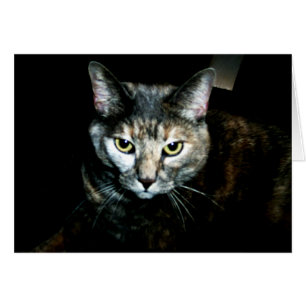 L'art du chat