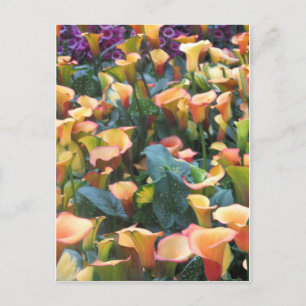Las Vegas Butterfly Garden Flower lieveheersbeestj Briefkaart