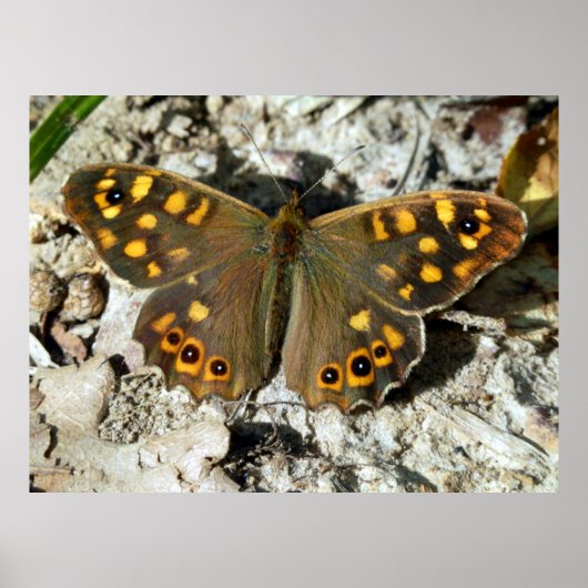 Lasiommata Westwood Butterfly Poster (Voorkant)