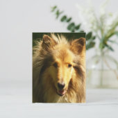 Lassie Collie Briefkaart (Staand voorkant)