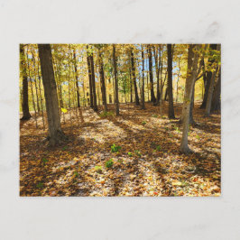 Late Herfst in de Bossen Briefkaart