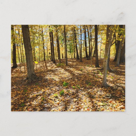 Late Herfst in de Bossen Briefkaart (Voorkant)