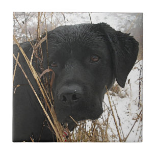 Late Season Hunt - Black Lab - Labrador Tegeltje