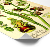 Late Spider Orchid (Ophrys fuciflora) Poster (Hoek)