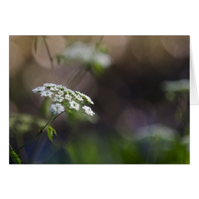 Late Summer Lace (Voorkant Horizontaal)