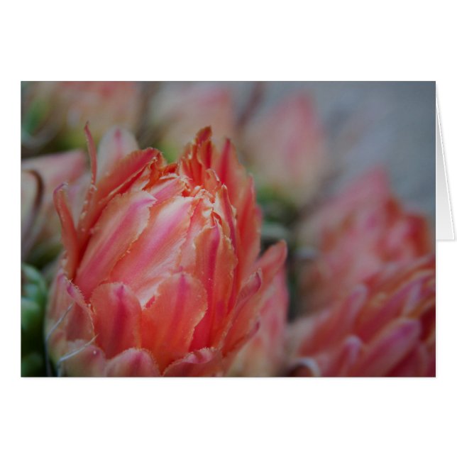 Late Summers bounty (Voorkant Horizontaal)